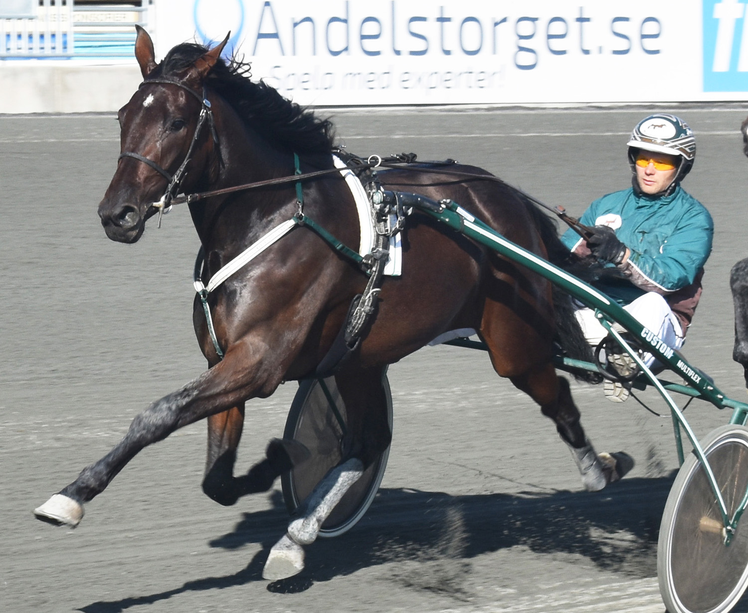 Skadedrabbade Adorable Lady. Foto; A.Lindblom